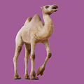 The Modern Camel 3d model