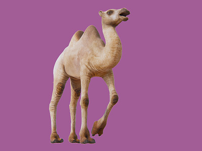 The Modern Camel 3d model