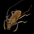 Longhorn Beetle With Long Antennae Brown Body And Detailed Legs On Black Background