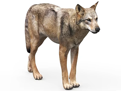 Realistic 3D Wolf Model With Brown Gray Fur Standing On White Background 3d model