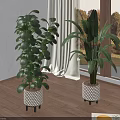 Large Leaf Indoor Plants In Decorative Pots Near Window With Curtains On Wooden Floor