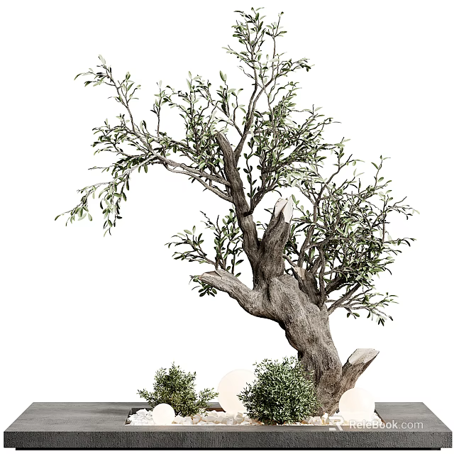 Bonsai Potted Olive Tree With Thick Trunk And Green Decorative Leaves 3d model 