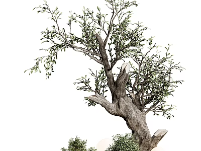 Bonsai Potted Olive Tree With Thick Trunk And Green Decorative Leaves 3d model