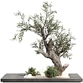 Bonsai Potted Olive Tree With Thick Trunk And Green Decorative Leaves