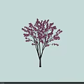 Beautiful Tree With Pink Flowers And Many Branches Dense Blooms Light Blue Background