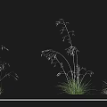 Different Growth Forms of Golden Mango Grass and Giant Needle Grass in Landscaping