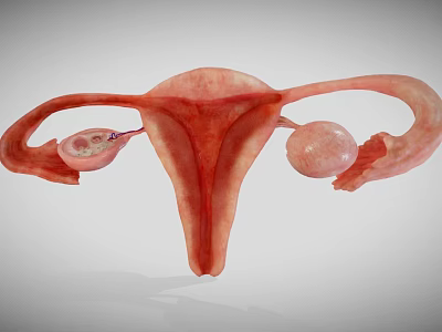 Detailed 3D Model Of Female Reproductive System With Uterus Ovaries And Fallopian Tubes 3d model