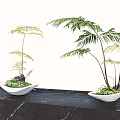 Beautiful Elegant Bonsai Fern Plants In White Pots On Black Marble Tabletop