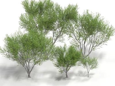 Scenic Group Of Arbor Trees With Green Foliage And Slender Trunks 3d model