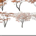 Orange Red Leaf Trees with Slender Trunks on White Background Displayed from Multiple Angles 3d model