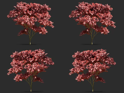 Beautiful Red Flowering Trees With Vibrant Blossoms In Multiple Views 3d model