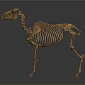Camel Skeleton Model Medical Device for Anatomical Education and Study 3d model