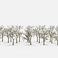 Wooden Tree Trunks With Bare Branches Neatly Arranged Against White Background