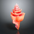 Vibrant Pink and Orange Tiered Tower Shaped Conch Seashell with Shiny Finish on Dark Background