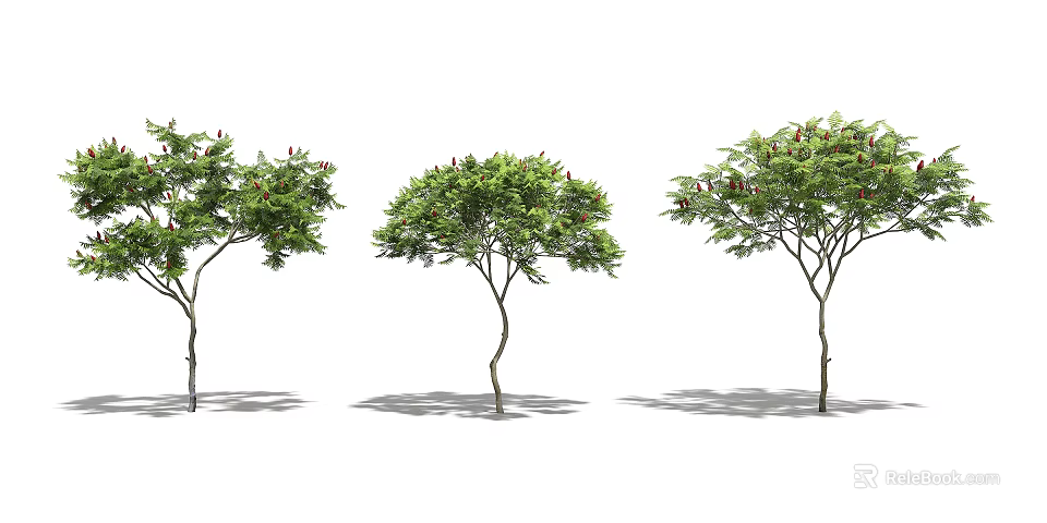 Three Arbor Trees with Green Foliage Red Blooms Slender Trunks and Soft Shadows 3d model