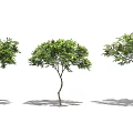 Three Arbor Trees with Green Foliage Red Blooms Slender Trunks and Soft Shadows 3d model