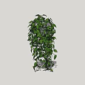 Hanging Vine Plant With Lush Green Leaves For Indoor Decoration