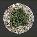 Green Leafy Succulent Plants On Circular White Pebble Base With Small Stones And Colorful Pebbles
