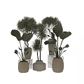 Potted Plants with Large Green Leaves in White Ceramic Pots for Indoor Decor