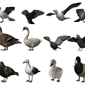 Modern Pigeon Animals 3d model