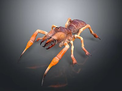 Brown and Orange Solifugae Arachnid With Large Pincers And Long Legs Close Up 3d model