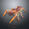 Brown and Orange Solifugae Arachnid With Large Pincers And Long Legs Close Up