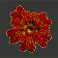 Vibrant Red And Yellow Petaled Flower With Green Stem On Dark Background