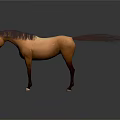 Brown Horse Standing With Dark Mane And Tail On Shiny Floor