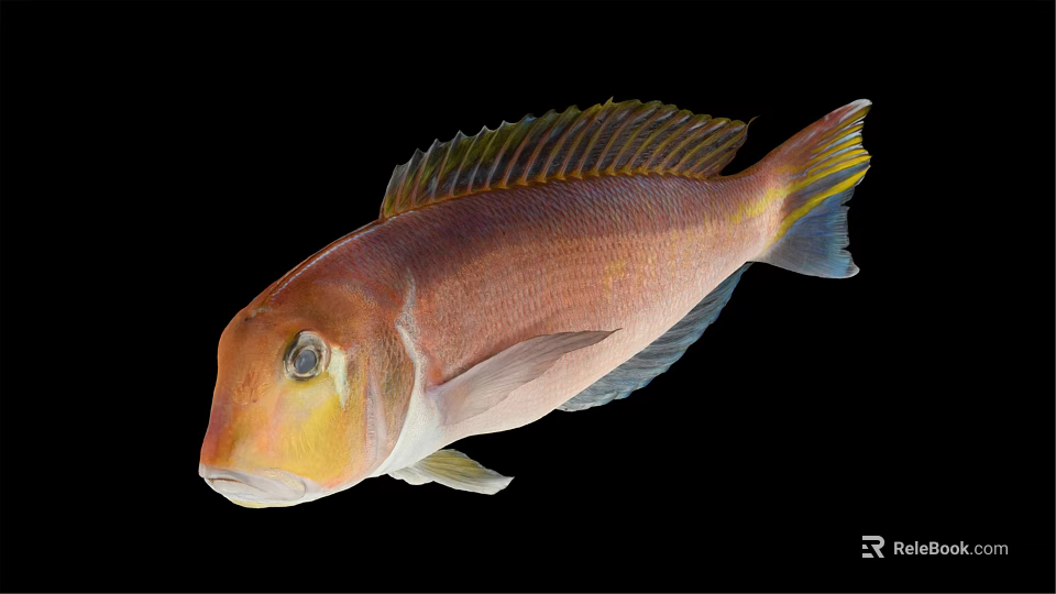 Vibrant Aquatic Fish With Yellow Head Pink Body And Colorful Fins Against Black Background 3d model 