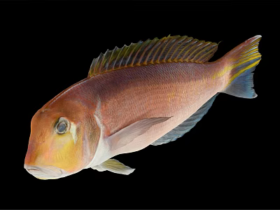 Vibrant Aquatic Fish With Yellow Head Pink Body And Colorful Fins Against Black Background 3d model