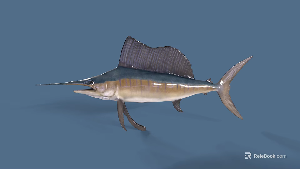 Majestic Sailfish With Long Bill Large Dorsal Fin And Blue White Body 3d model 
