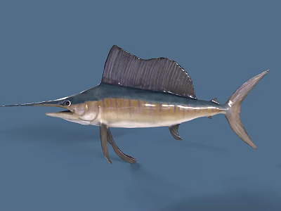 Majestic Sailfish With Long Bill Large Dorsal Fin And Blue White Body 3d model
