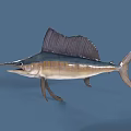 Majestic Sailfish With Long Bill Large Dorsal Fin And Blue White Body