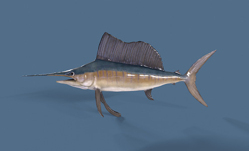 Modern Sailfish 3d model