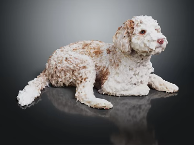 White And Brown Curly Haired Dog Lying On Shiny Black Reflective Surface 3d model