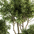 Lush Green Bonsai Potted Plants In Gray Pots With Various Sizes And Foliage