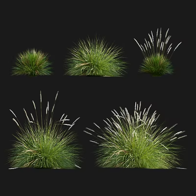 Ornamental Grasses Showcasing Various Types With Different Heights Green Foliage And White Plumes 3d model
