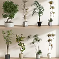 Various Bonsai Potted Plants With Different Leaf Types And Stylish Pots On Shelf 3d model