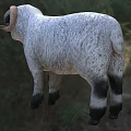 White and Gray Sheep With Black Face Legs Standing In Grassy Field With Trees