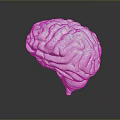 Advanced Medical Device Silver Brain Model for Medical Education and Research with Detailed Anatomical Structure