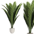 Lush Green Potted Palm Plant With Tropical Leaves For Indoor Decoration