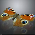 Butterfly With Orange Blue Black And White Spotted Wings On Dark Background