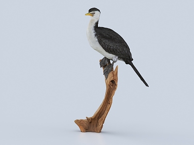 Modern Birds 3d model