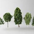 Various Arbor Trees with Different Lush Foliage and Tall Trunks Displayed 3d model