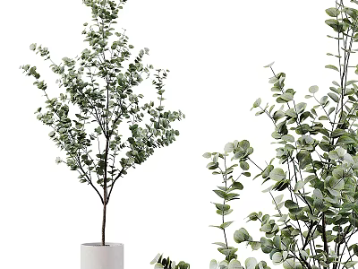 Bonsai Potted Plants With Fresh Green Leaves And Different Leaf Shapes In Simple White Pots 3d model