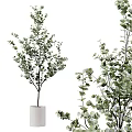 Bonsai Potted Plants With Fresh Green Leaves And Different Leaf Shapes In Simple White Pots