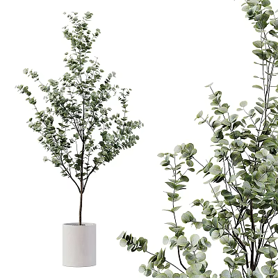 Bonsai Potted Plants With Fresh Green Leaves And Different Leaf Shapes In Simple White Pots 3d model