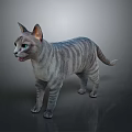 Realistic Grey Striped Cat With Blue Eyes Standing Against Grey Background