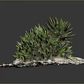 Green Leafy Succulent Plants On Circular White Pebble Base With Small Stones And Colorful Pebbles