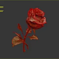 Beautiful Red and Orange Rose with Green Leaves on Dark Background